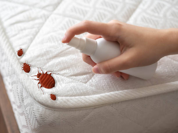 Best Ant Control Services  in Moodus, CT